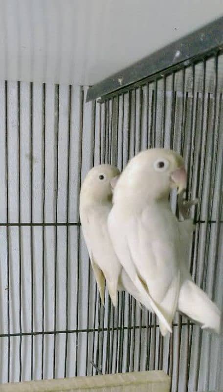 Albino split Red eyes love birds 0