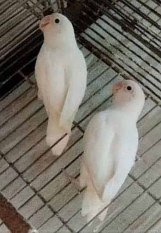 Albino split Red eyes love birds 1