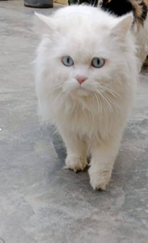 persian male triple coat 0