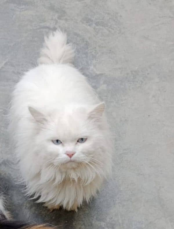 persian male triple coat 1