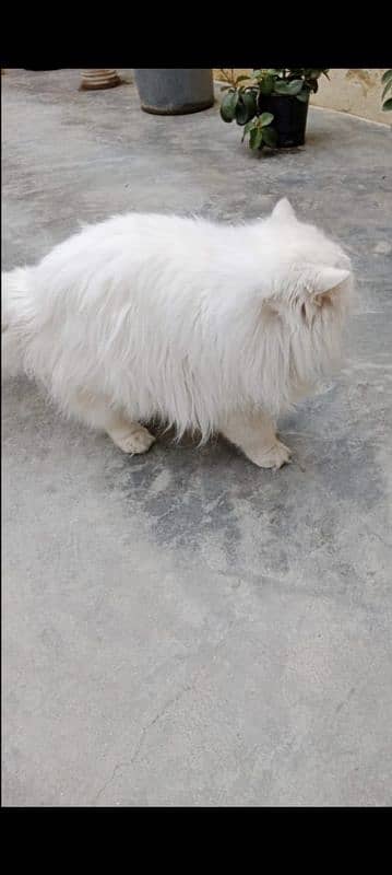 persian male triple coat 2