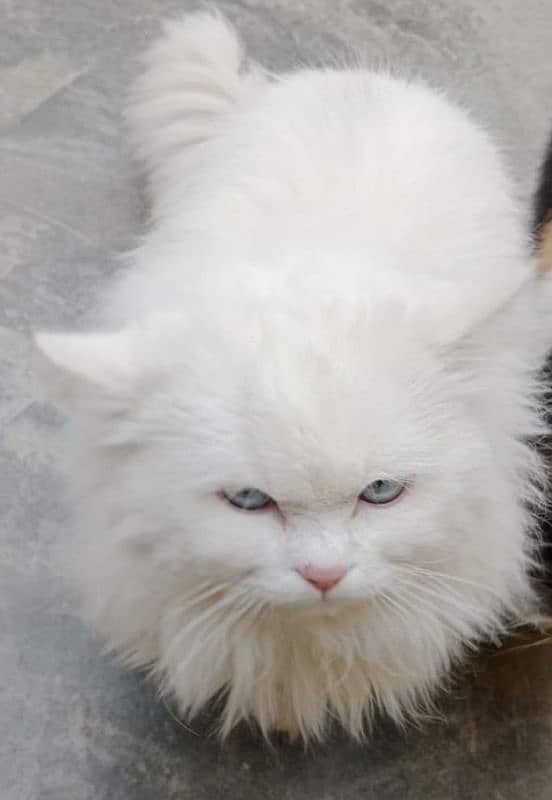 persian male triple coat 3