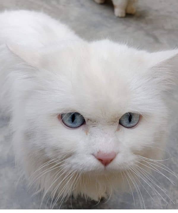 persian male triple coat 4