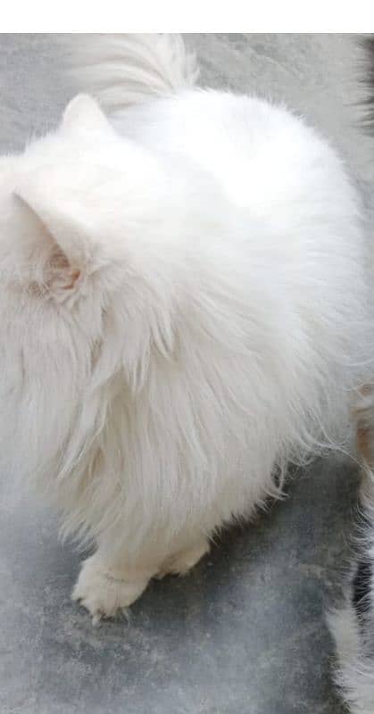 persian male triple coat 5