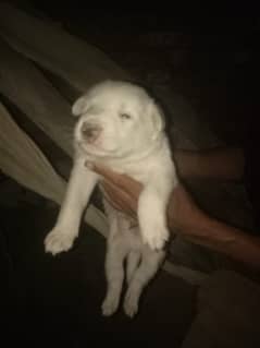 Pure rassian doG urgent for sale