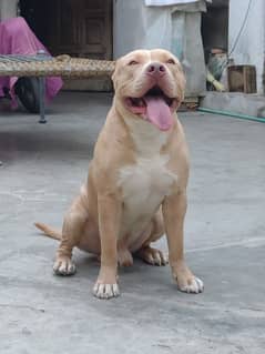 American pitbull showline 03156852222