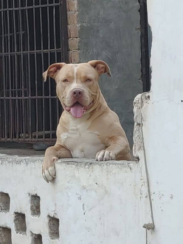 American pitbull showline 03156852222 1