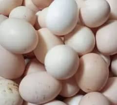 Organic Desi Eggs Fre home delivery on order of 5 dozen eggs