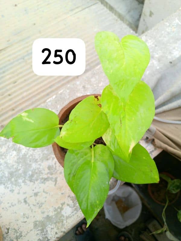 beautiful plants in reasonable price 3