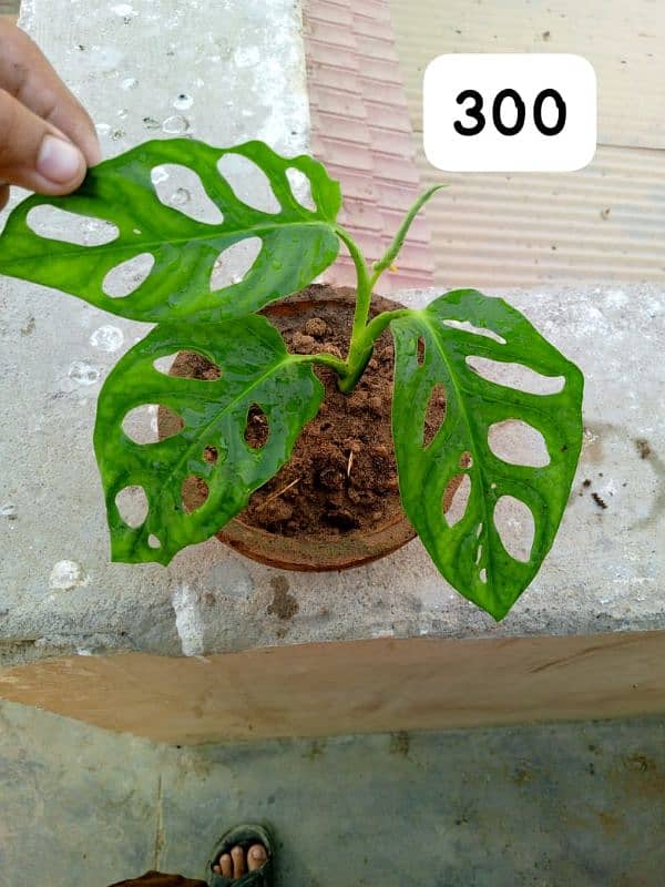 beautiful plants in reasonable price 5