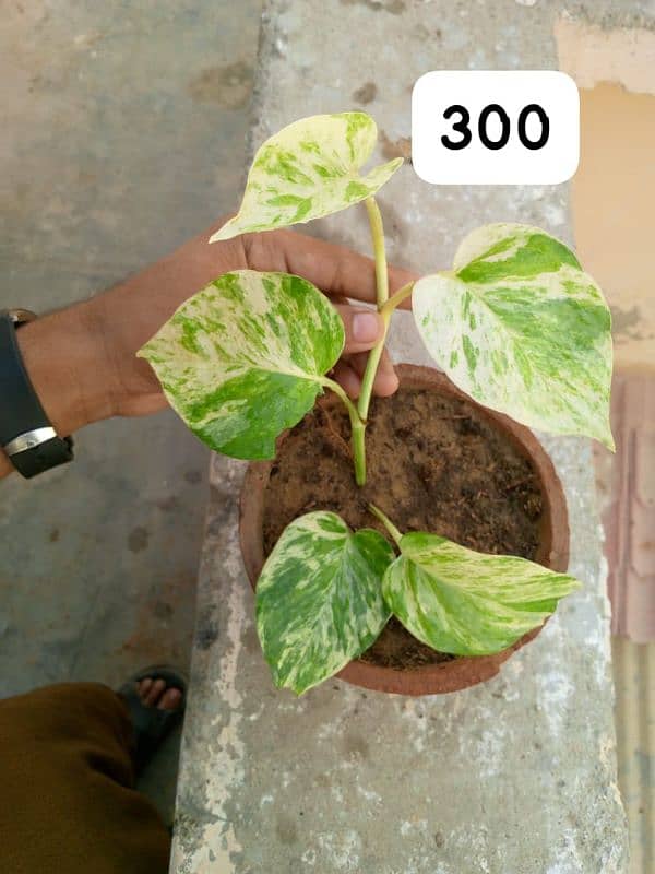 beautiful plants in reasonable price 6