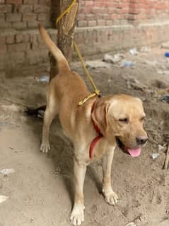 Labrador male | British Labrador | dog 0