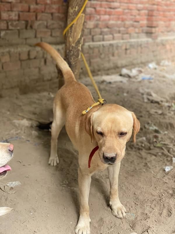 Labrador male | British Labrador | dog 5