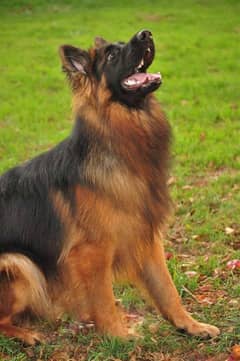 German Shepherd Pedigre Long Hair tripple coated 6 months 0