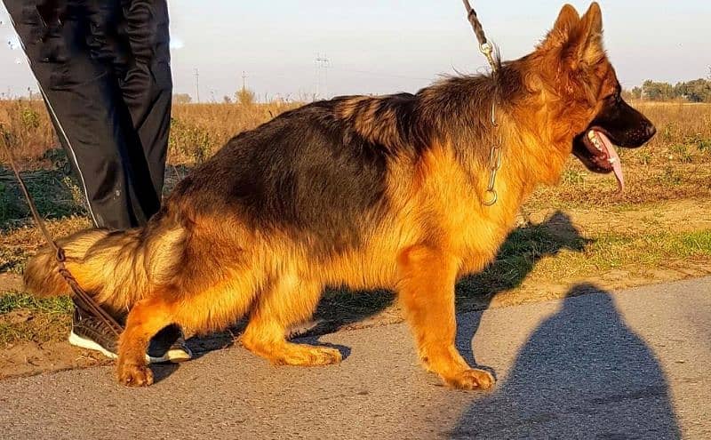 German Shepherd Pedigre Long Hair tripple coated 6 months 1