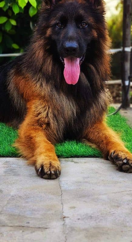 German Shepherd Pedigre Long Hair tripple coated 6 months 2