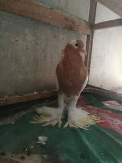 A good quality pouter (gubara) female kabotar