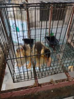 ducklings 2 months old