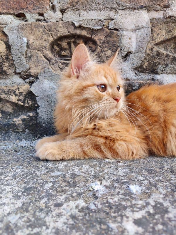 Pure Persian Male kitten 1