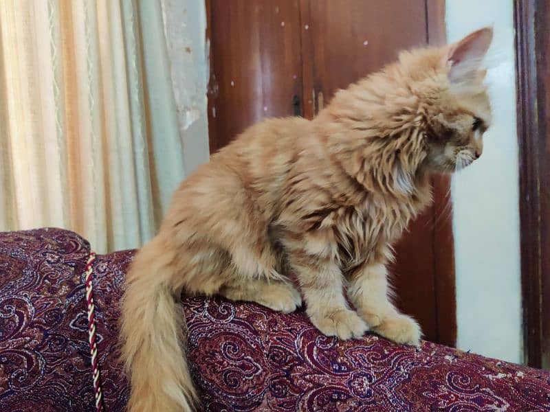 Pure Persian Male kitten 2