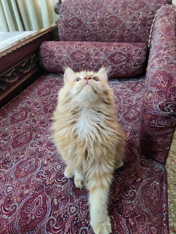 Pure Persian Male kitten 3