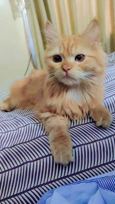 Pure Persian Male kitten 4