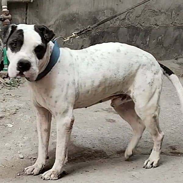 American pitbull male 2