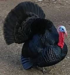 turkey bird male breeder available in jet black