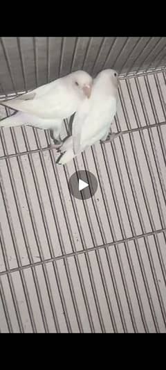 Lovebirds /albino / cremeeno/ parblue/lutino/split