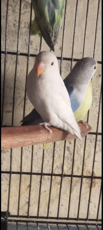 Lovebirds /albino / cremeeno/ parblue/lutino/split 2