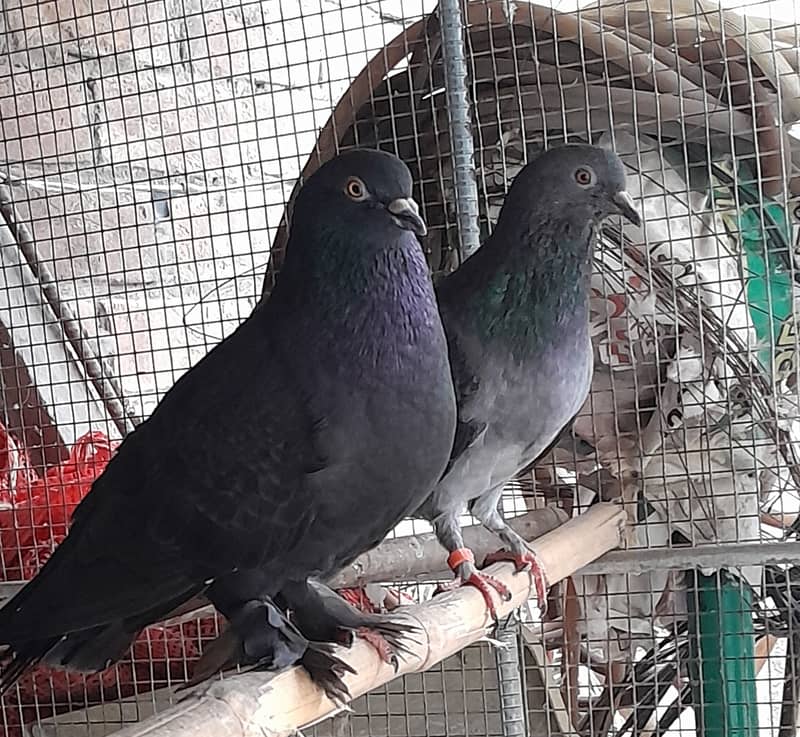 I'm selling pigeons I have other pigeons so selling this pair 0