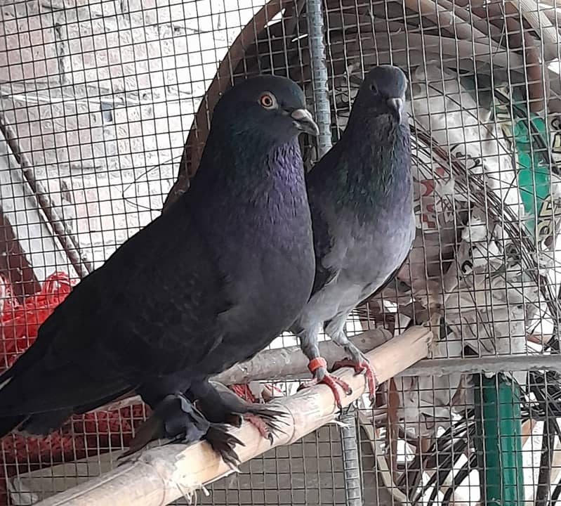 I'm selling pigeons I have other pigeons so selling this pair 1