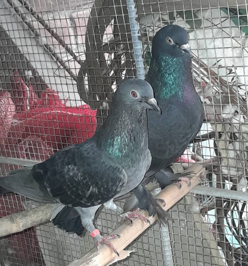 I'm selling pigeons I have other pigeons so selling this pair 4