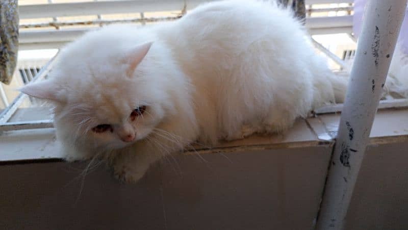 Persian cat 1