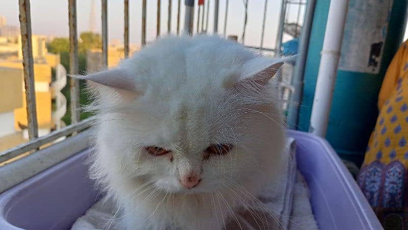 Persian cat 6