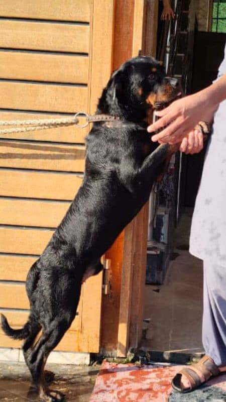 Top quality Rottweiler 4