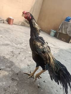 indian Parrot Beak Male For Sale