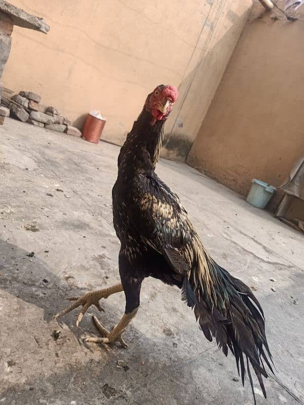 indian Parrot Beak Male For Sale 5