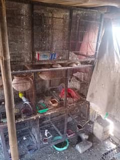 All bird's and cages for sale 0