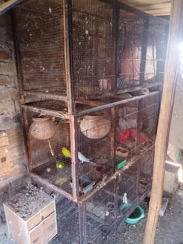 All bird's and cages for sale 1