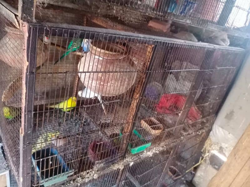 All bird's and cages for sale 2