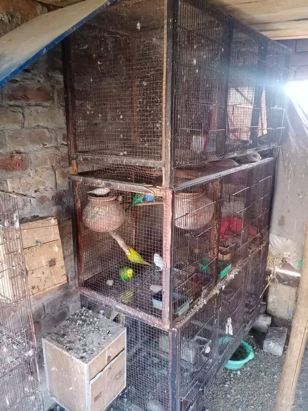 All bird's and cages for sale 3