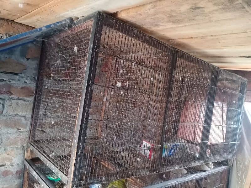 All bird's and cages for sale 4