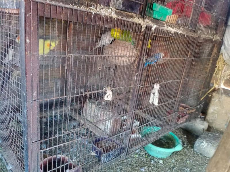 All bird's and cages for sale 5