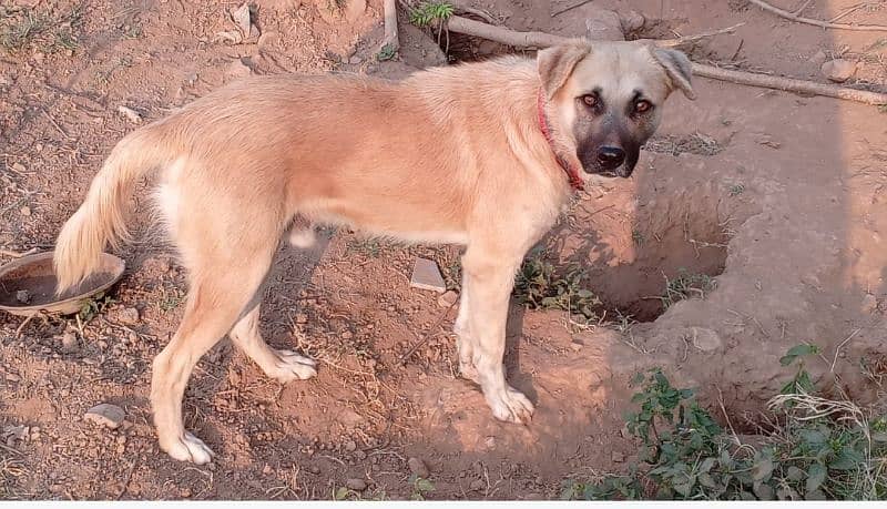 Afghan kuchi  pair pali nasal dogs 3