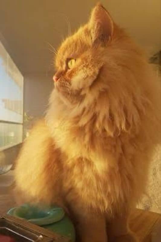 Persian cat male 1