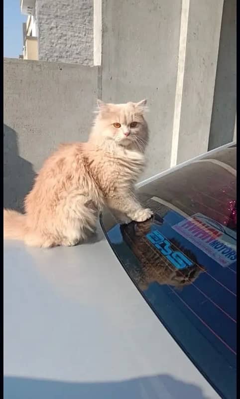 Persian cat male 2