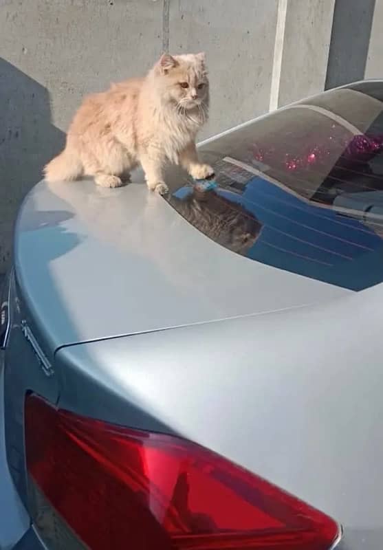 Persian cat male 4