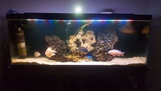 4 ft Professional level Aquarium