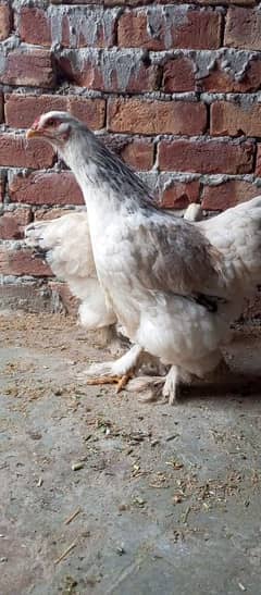 Ayam cemine grey brahama chicks  for sale number 03296909260